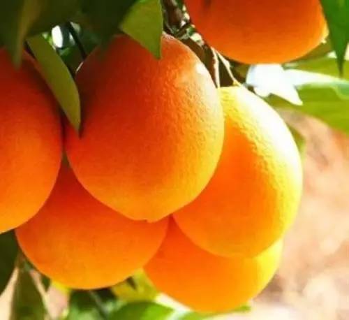 贛南“橙富美” 身價668億，18姐妹各展風華