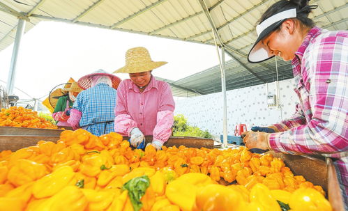 ?？谵r(nóng)產(chǎn)品品牌 從初級農(nóng)產(chǎn)品到多元品牌矩陣的華麗蛻變