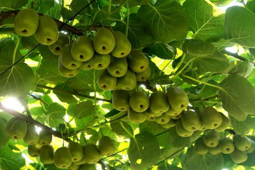 萬盛 做強特色農業，暢通“郵運通”，家禽家畜產業賦能鄉村振興