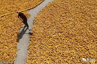 鄉村振興新舉措 東營率先啟動農民職稱評審，家禽家畜養殖能手可申報