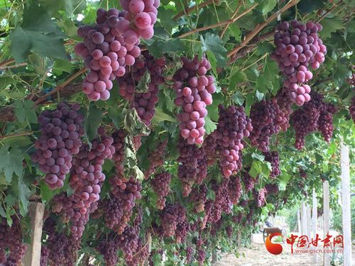 金塔縣 夯實質量監管基礎，實施綠色品牌引領，助推初級農產品高質量發展