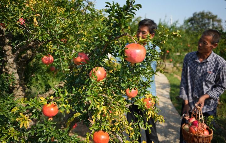 中國農產品“出海”豐富世界餐桌 家禽家畜的全球化之旅